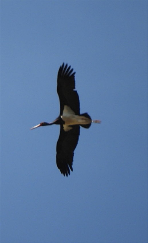 Black Stork - ML619617862