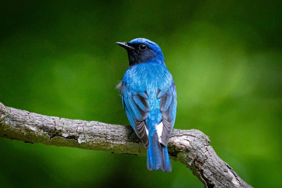 Blue-and-white Flycatcher - ML619617965