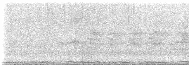 holub skalní (domácí) - ML619617985