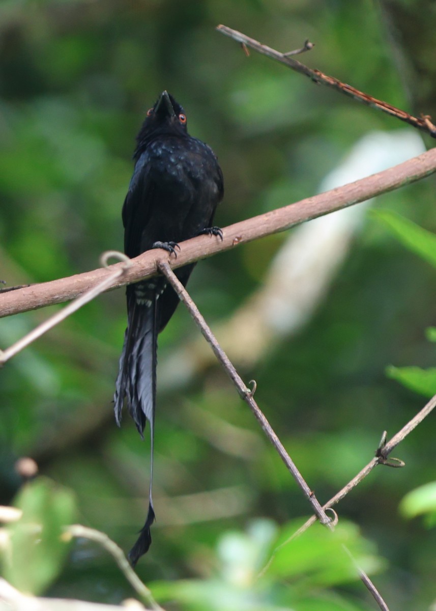 Greater Racket-tailed Drongo - ML619617993