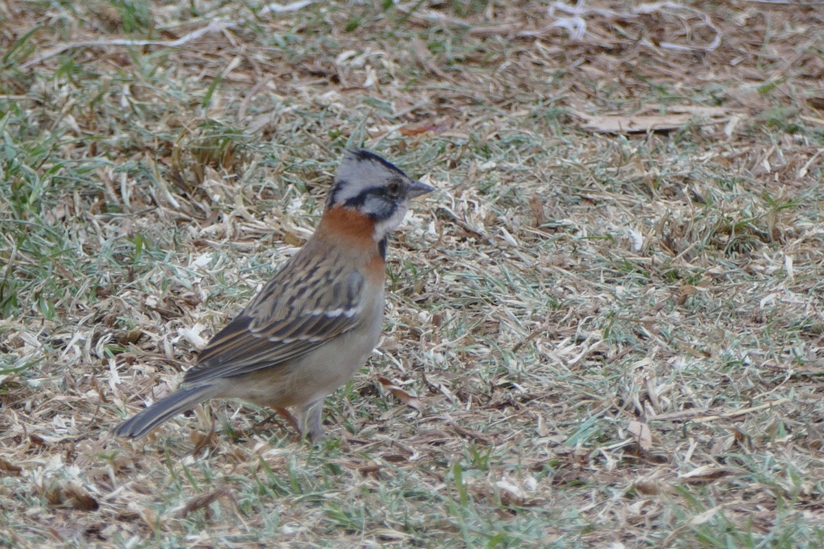 Rufous-collared Sparrow - ML619617998