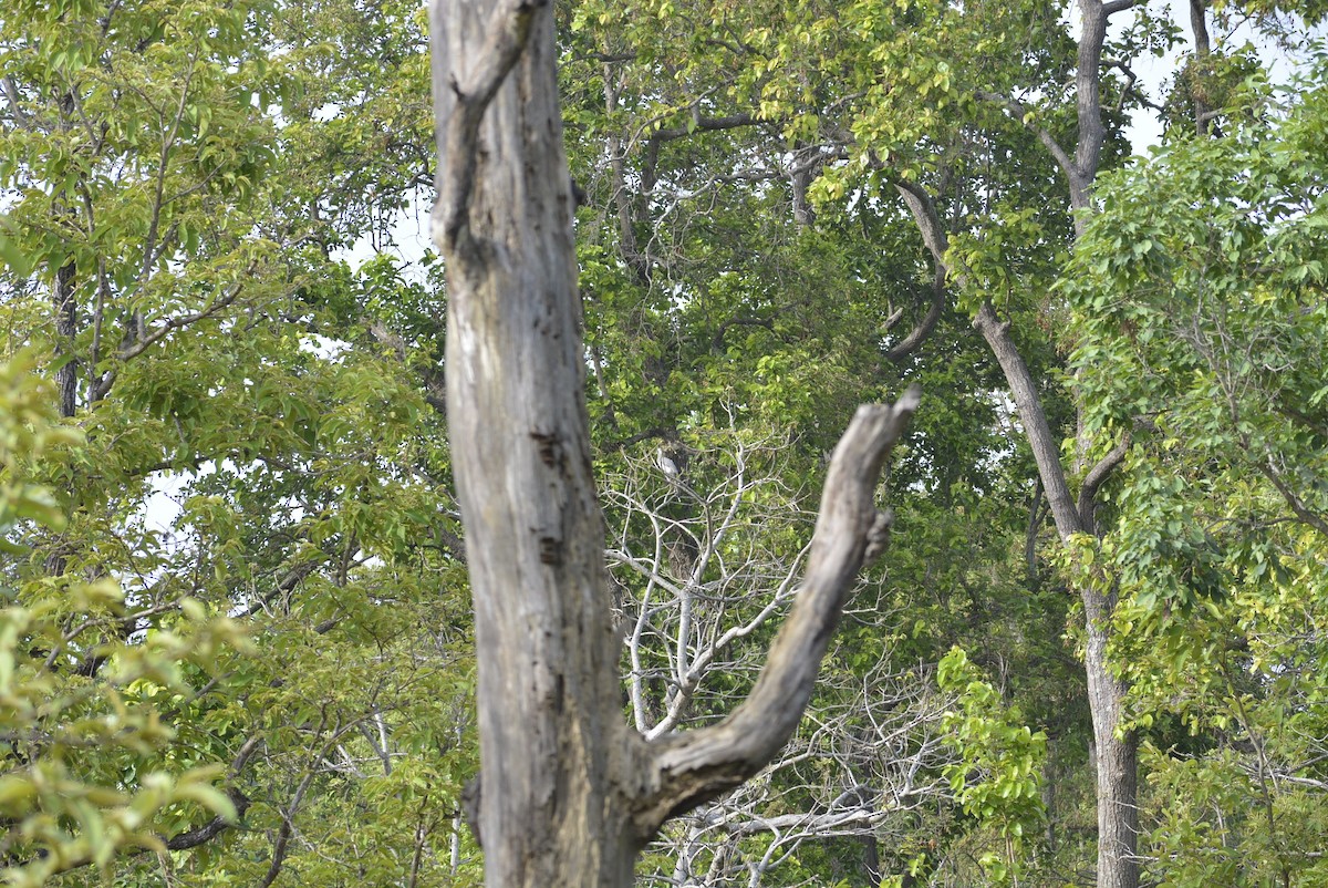 Indian Gray Hornbill - ML619618075