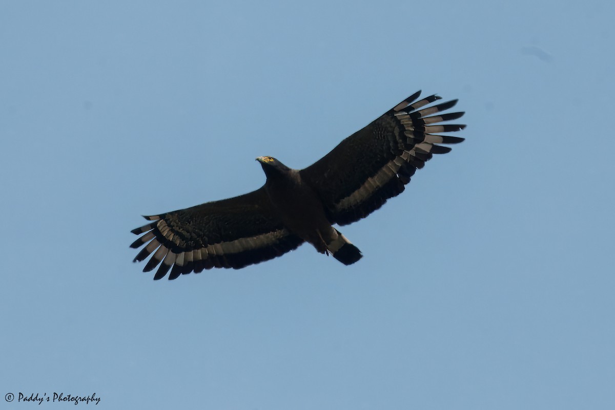 Crested Serpent-Eagle - ML619618092