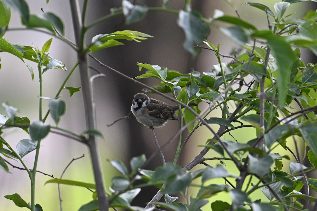 Eurasian Tree Sparrow - ML619618131