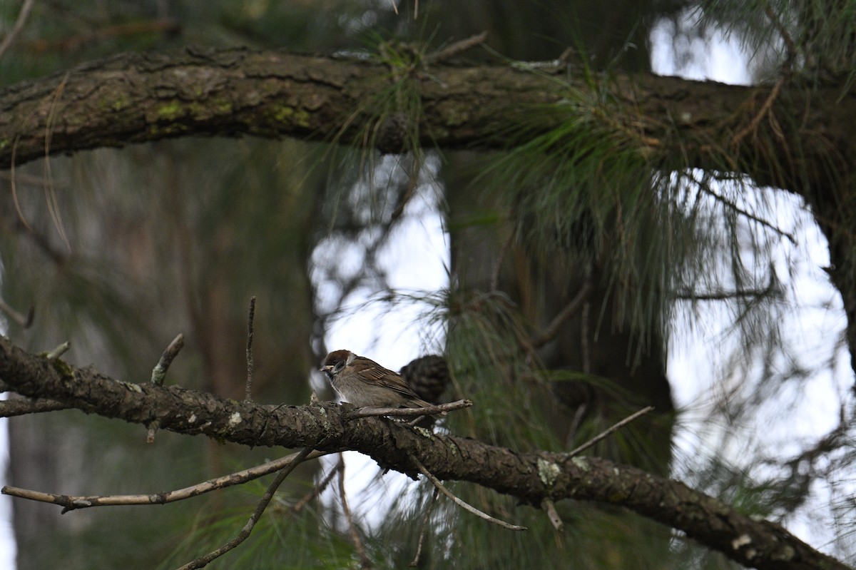 Eurasian Tree Sparrow - ML619618132