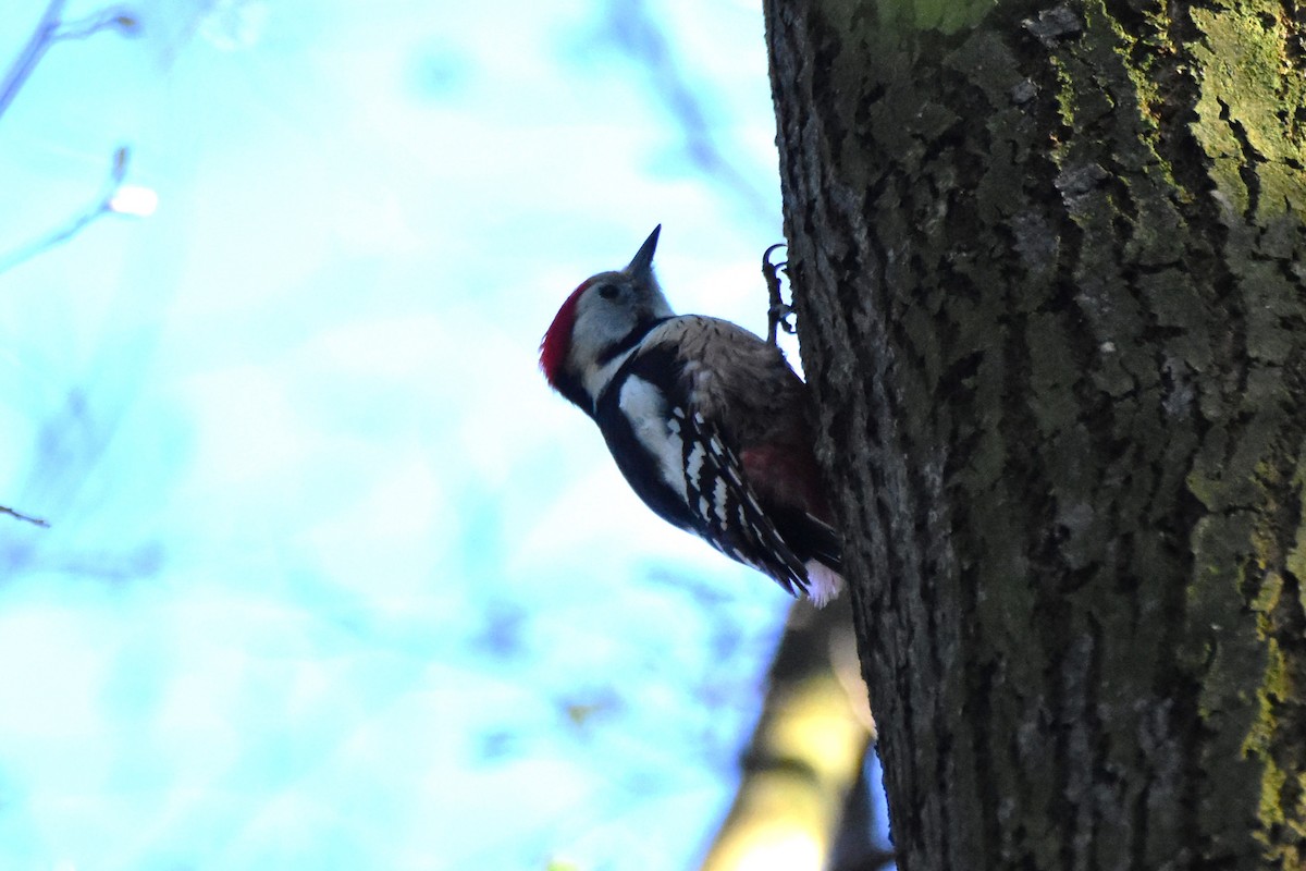 Middle Spotted Woodpecker - ML619618138