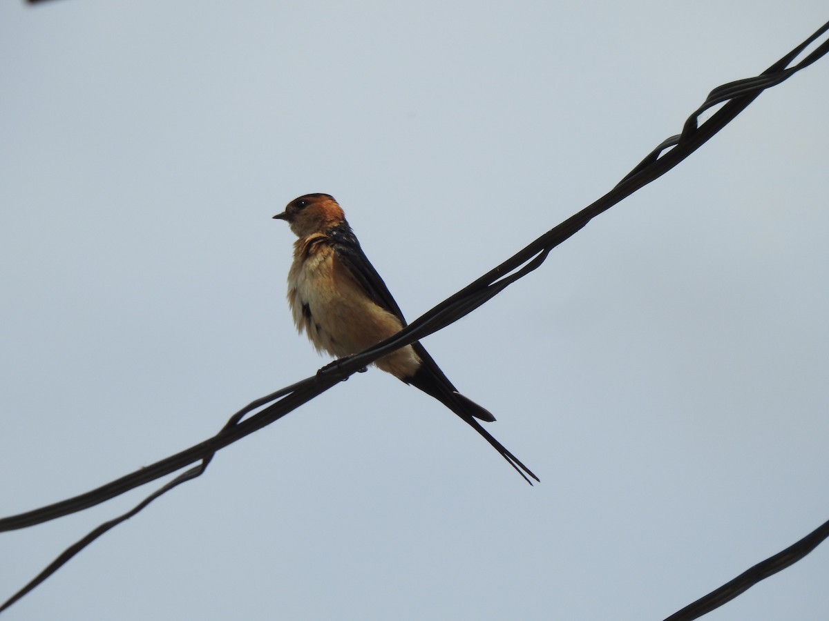 Red-rumped Swallow - ML619618153