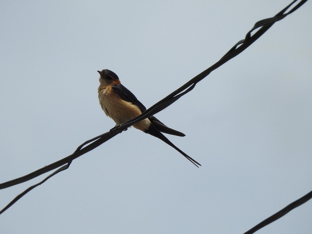 Red-rumped Swallow - ML619618154