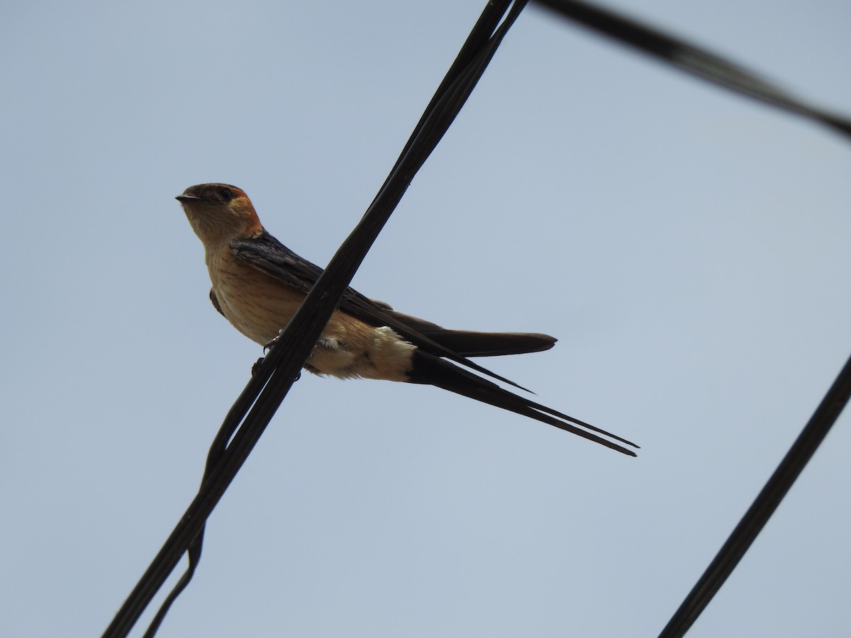 Red-rumped Swallow - ML619618155