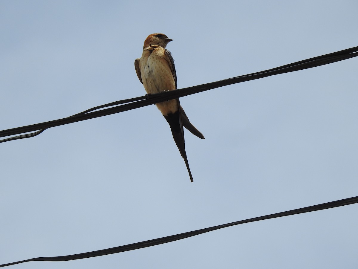 Red-rumped Swallow - ML619618156
