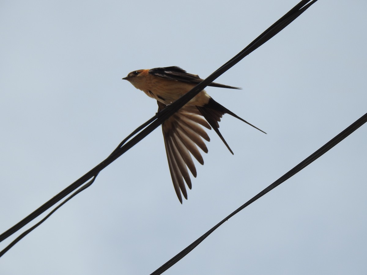 Red-rumped Swallow - ML619618157