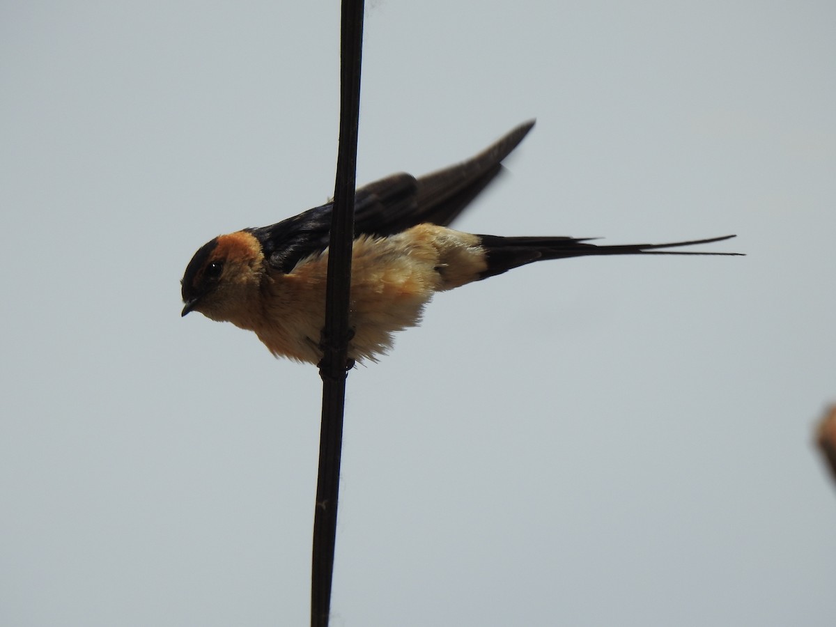 Red-rumped Swallow - ML619618159