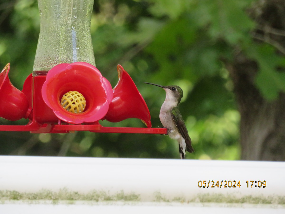 Ruby-throated Hummingbird - ML619618170