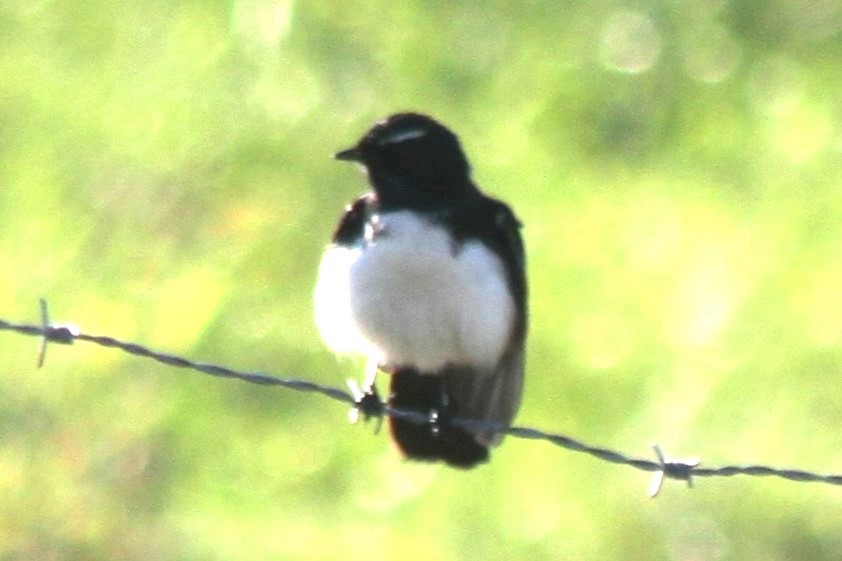 Willie-wagtail - ML619618216