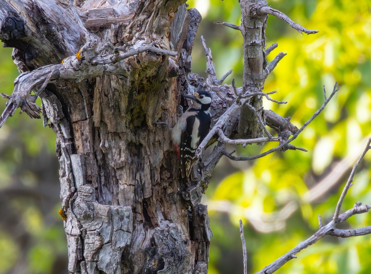 Great Spotted Woodpecker - ML619618225