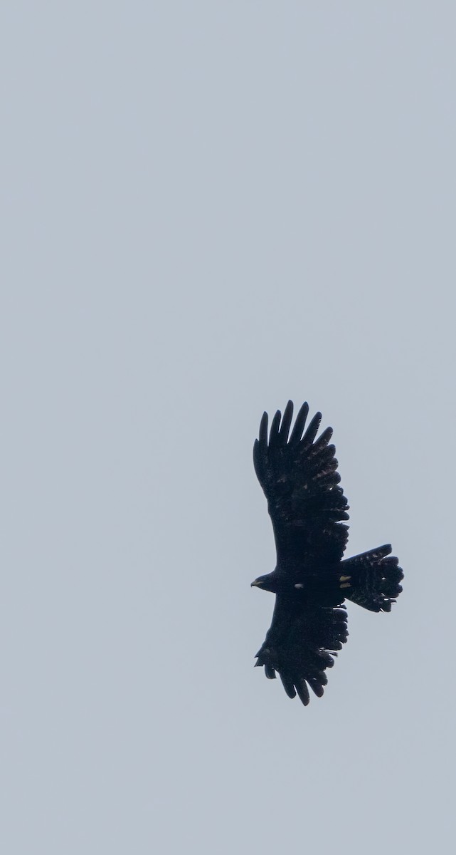 Black Eagle - ML619618234