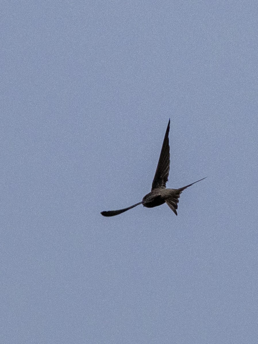 Red-rumped Swallow - ML619618250
