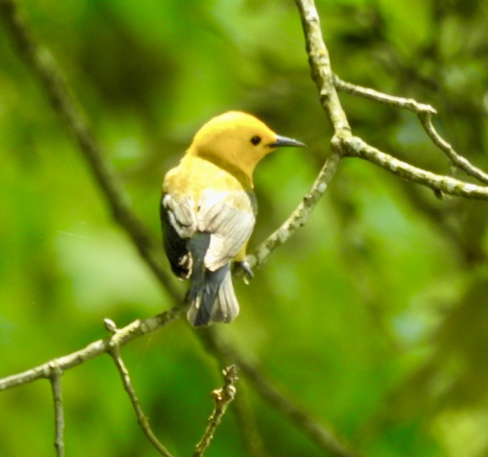Prothonotary Warbler - ML619618264
