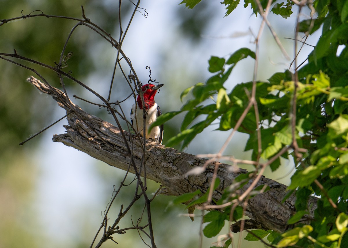 Red-headed Woodpecker - ML619618280