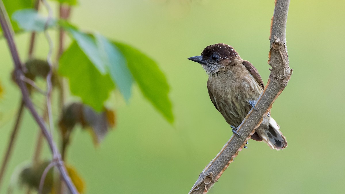 Olivaceous Piculet - ML619618283