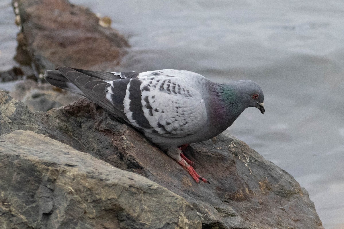 Rock Pigeon (Feral Pigeon) - ML619618314