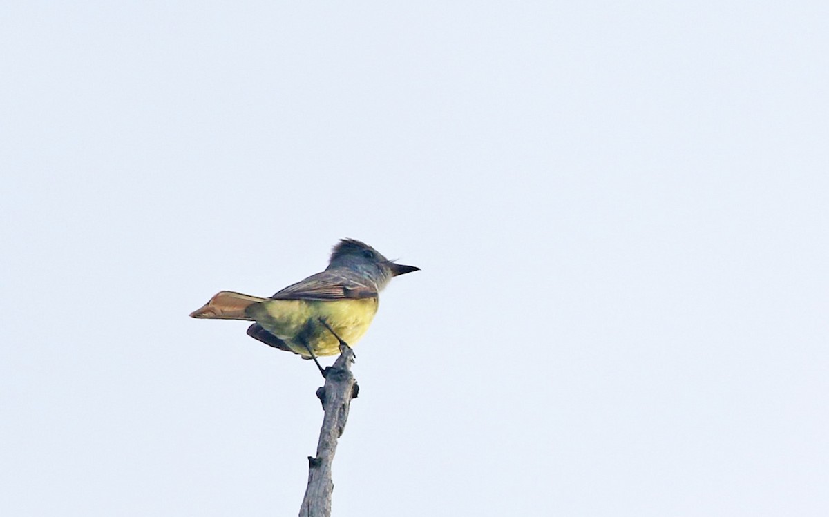 Great Crested Flycatcher - ML619618323