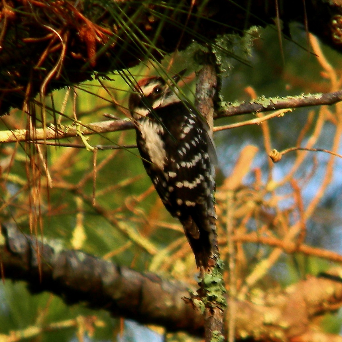 Downy Woodpecker - ML619618377