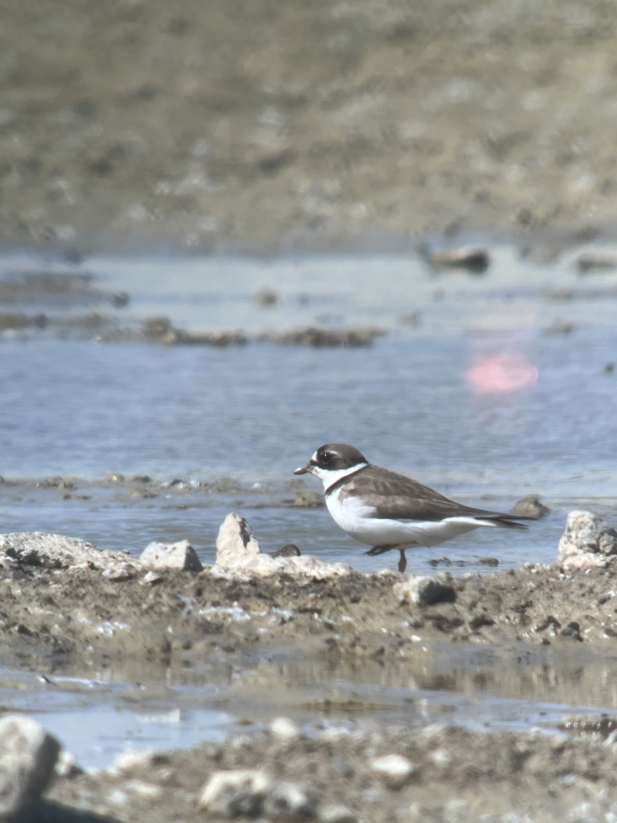Semipalmated Plover - ML619618403