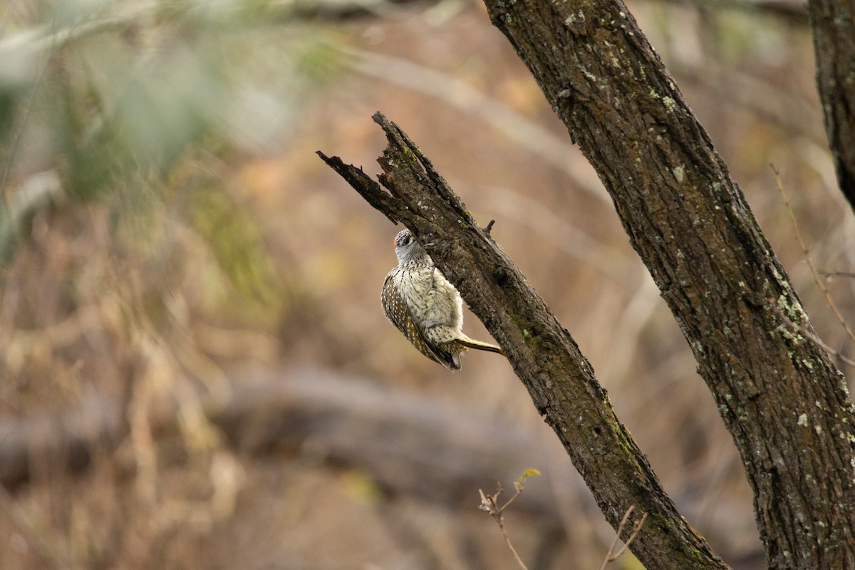 Golden-tailed Woodpecker - ML619618428