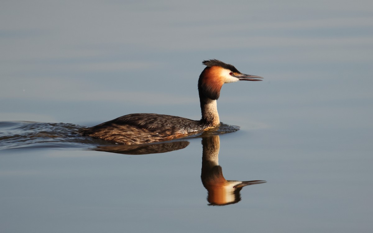 Great Crested Grebe - ML619618433