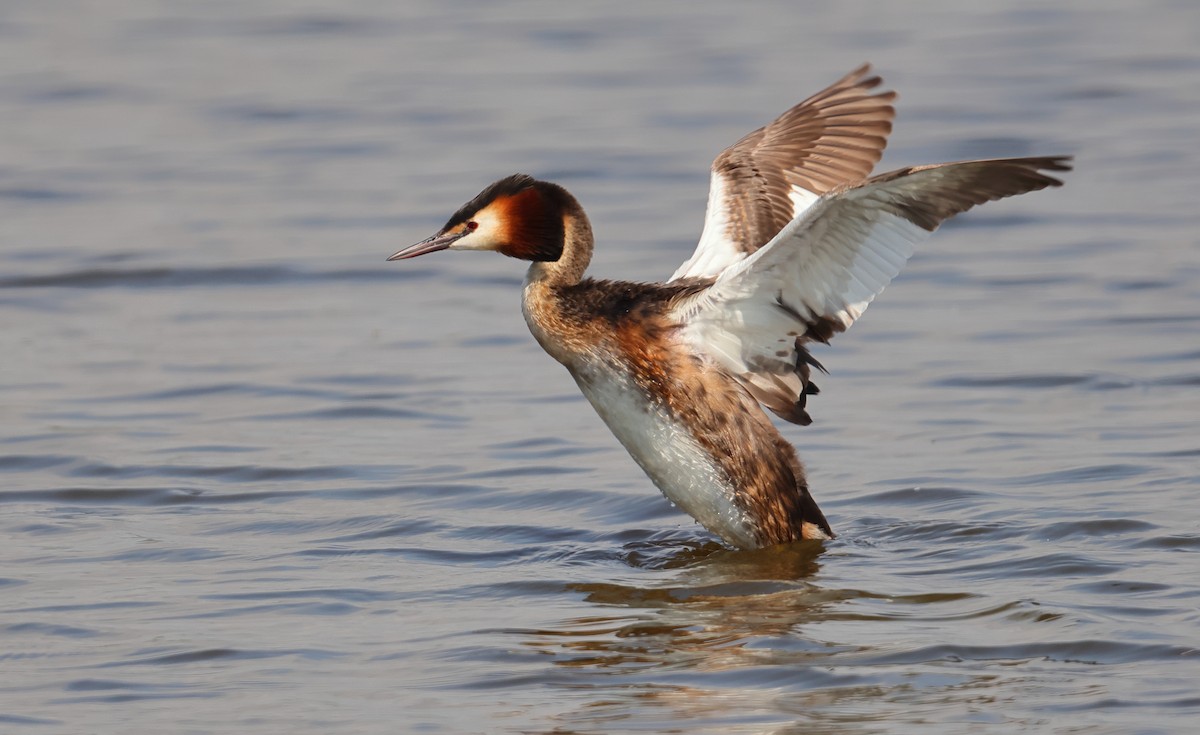 Great Crested Grebe - ML619618455