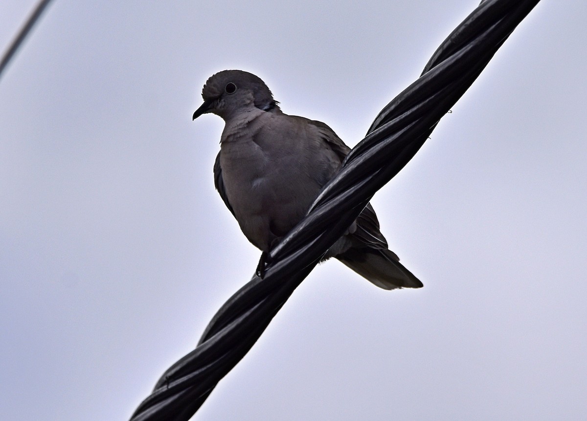 Eurasian Collared-Dove - ML619618465