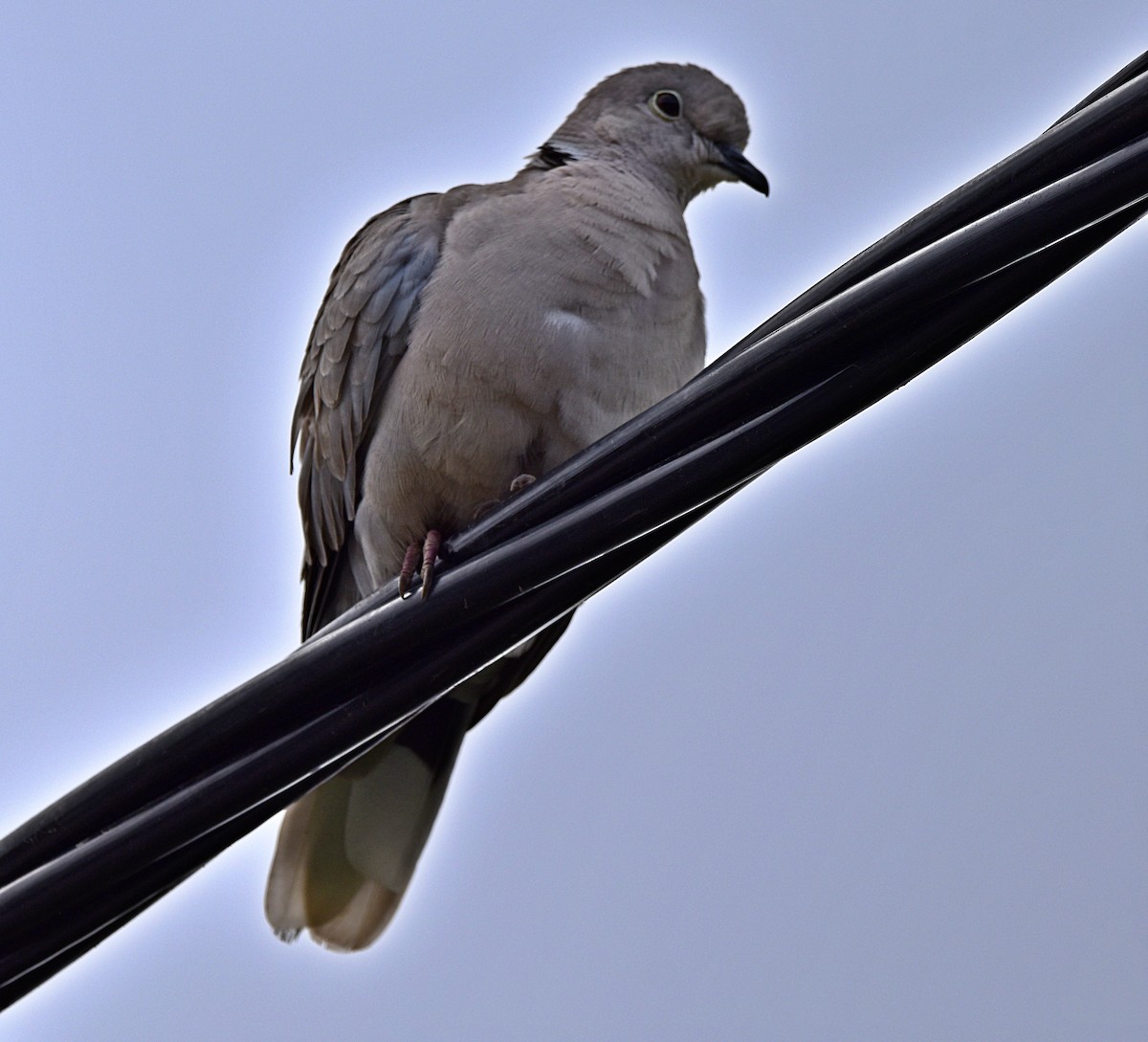 Eurasian Collared-Dove - ML619618467