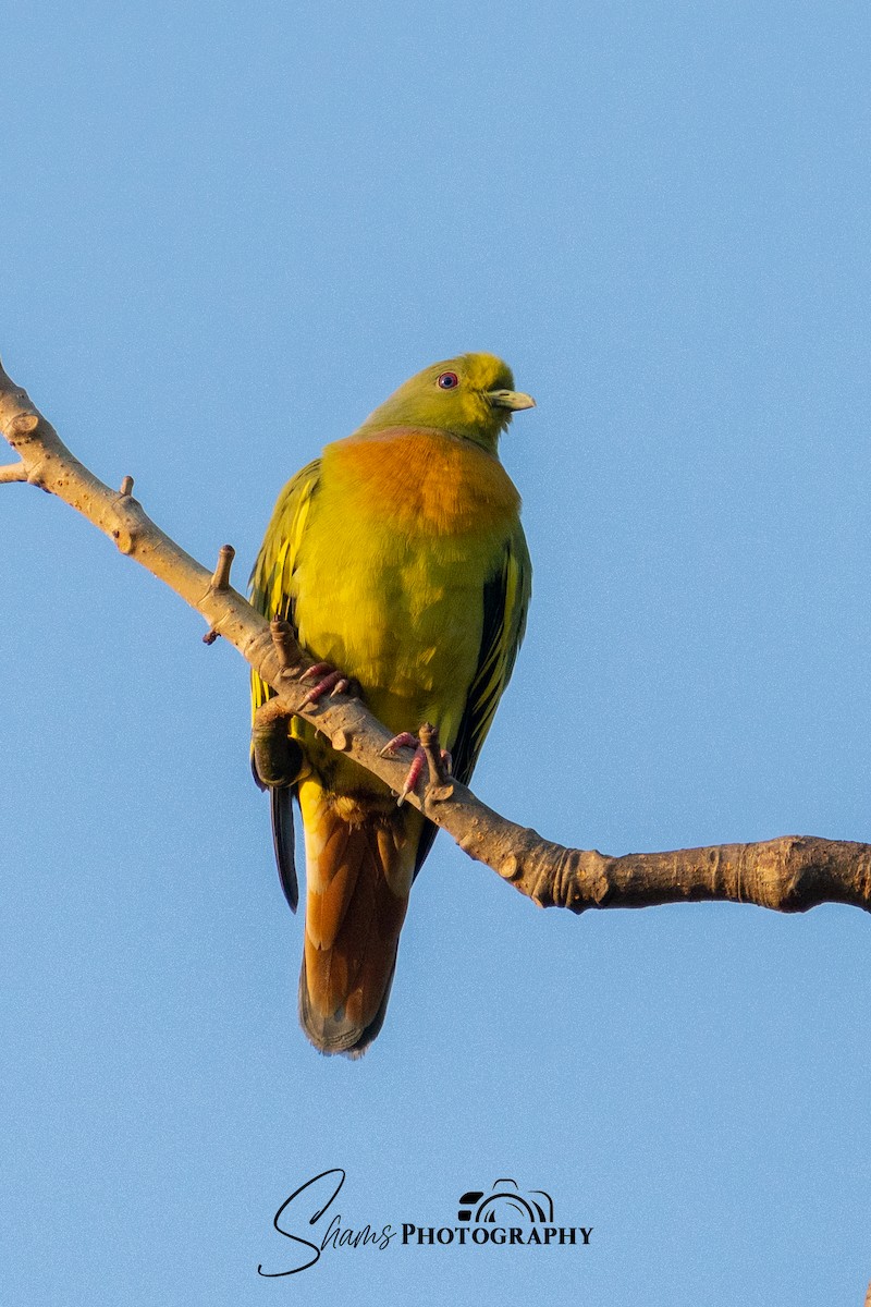 橙胸綠鳩 - ML619618499