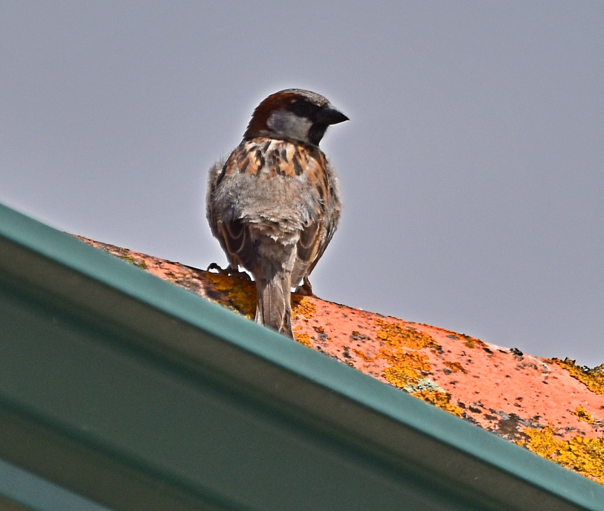 House Sparrow - ML619618558