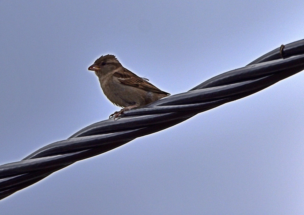House Sparrow - ML619618561