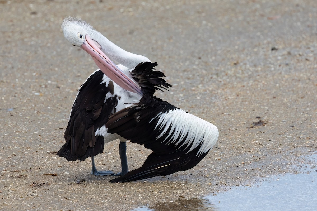 pelikán australský - ML619618622