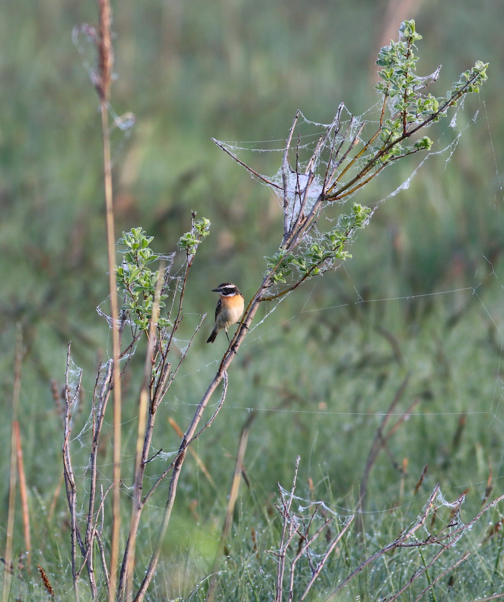 Whinchat - ML619618722