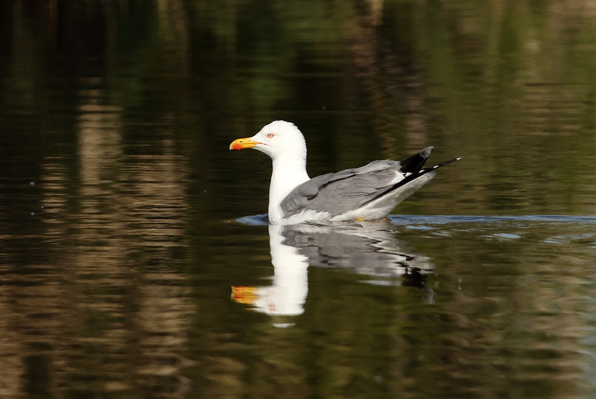 Yellow-legged Gull - ML619618758