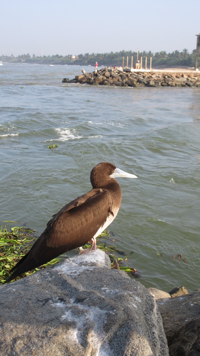 Brown Booby - ML619618892