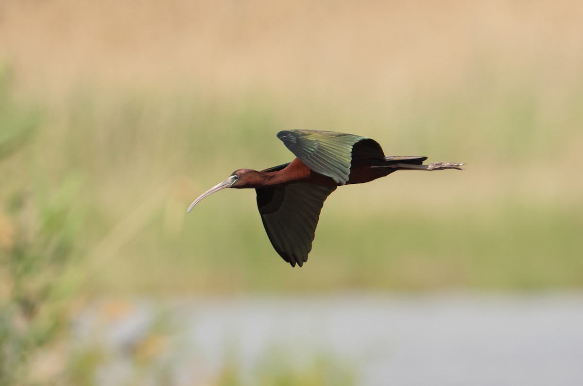 ibis hnědý - ML619618964