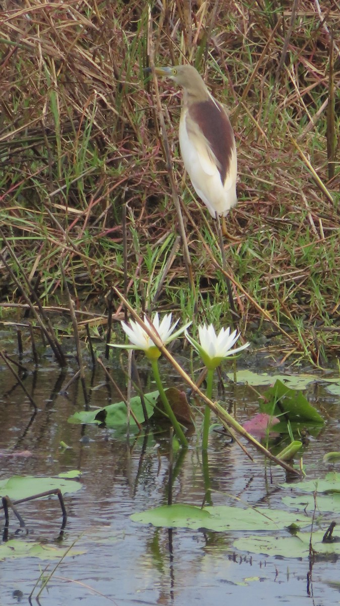 Indian Pond-Heron - ML619619014