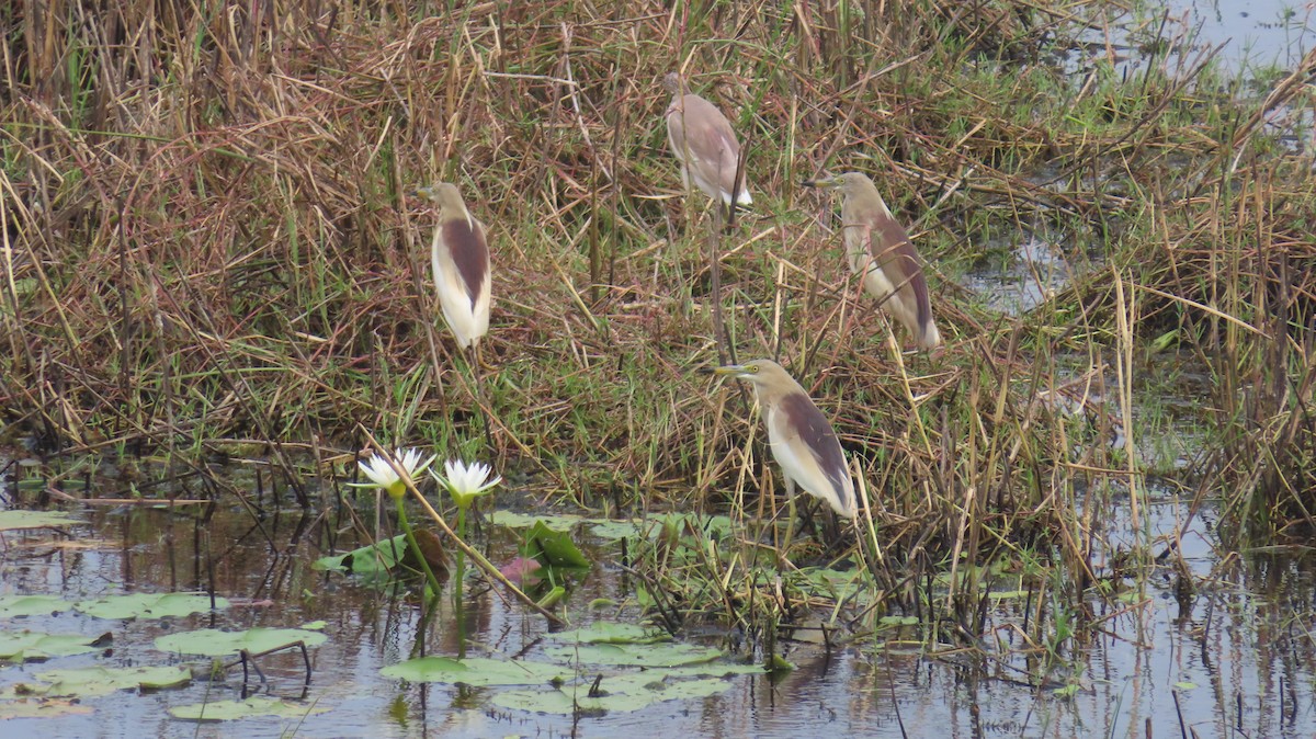 Indian Pond-Heron - ML619619015