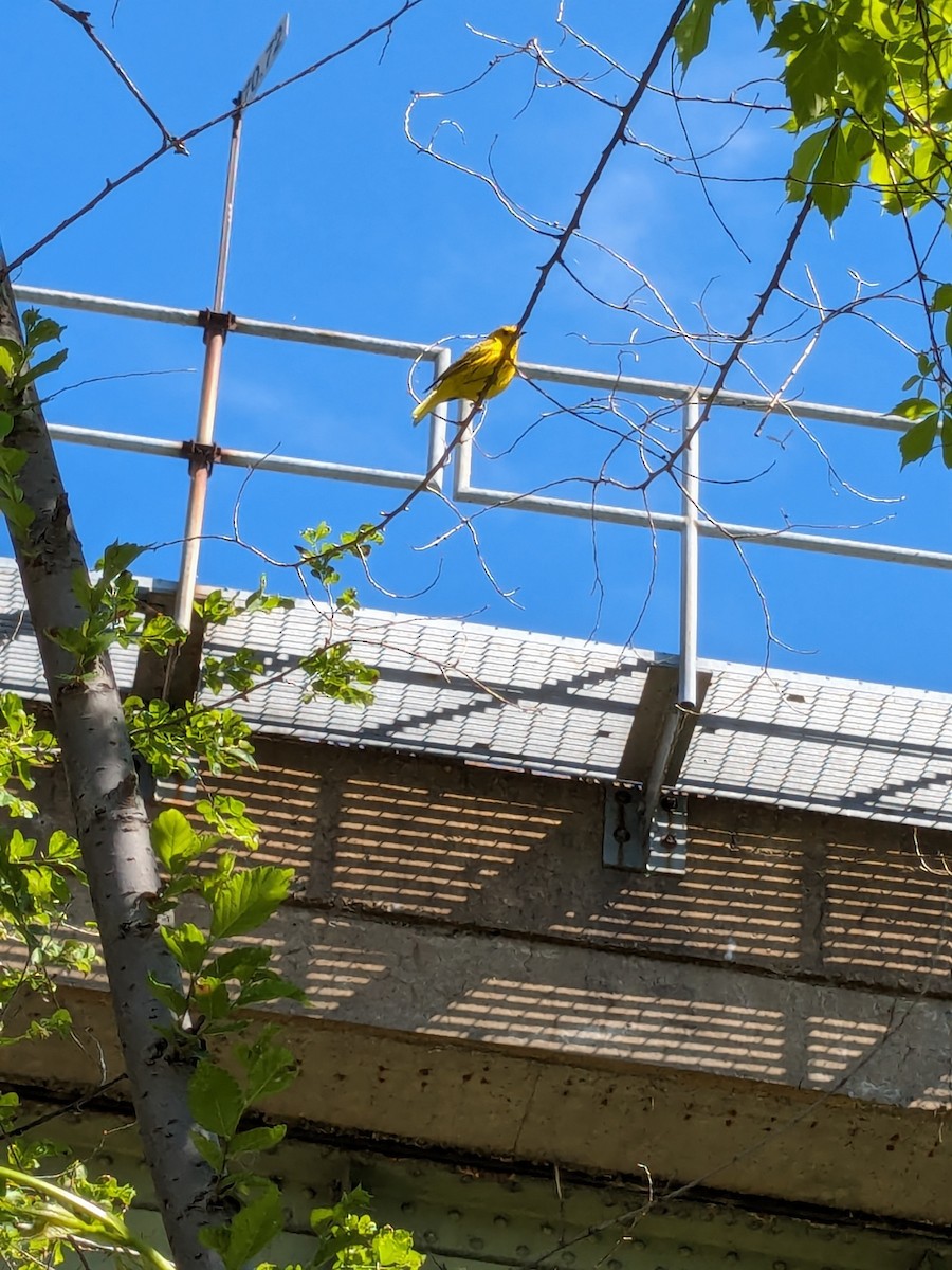 Yellow Warbler - ML619619031