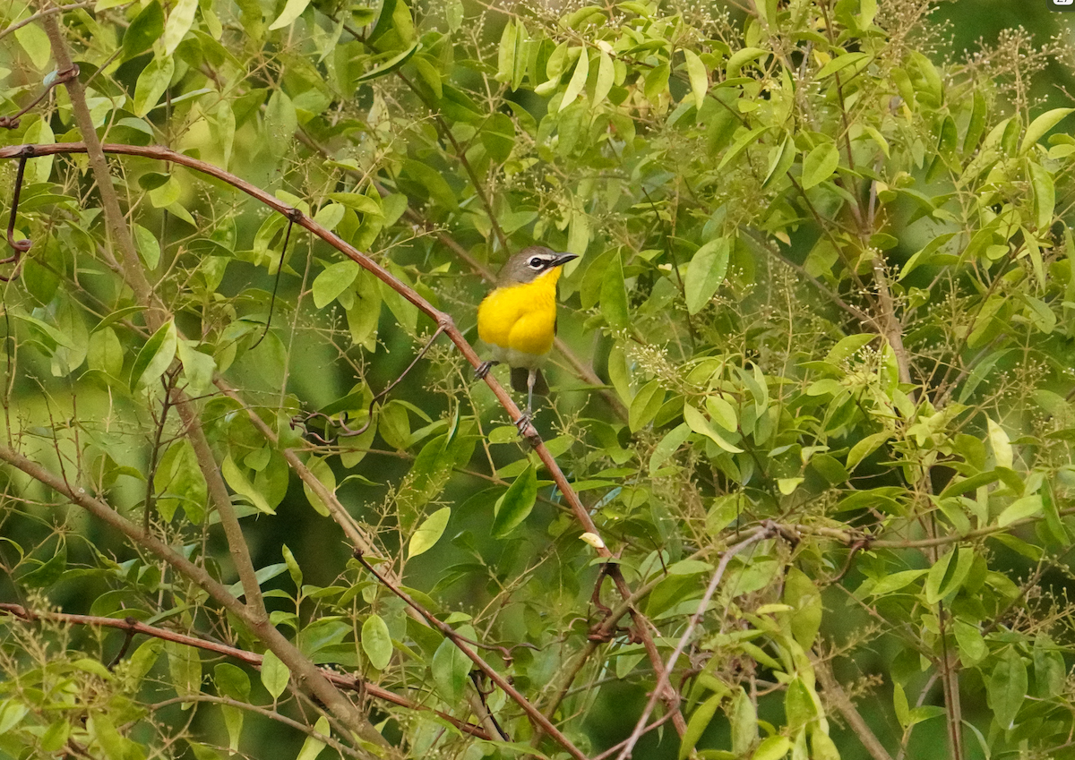 Yellow-breasted Chat - ML619619041