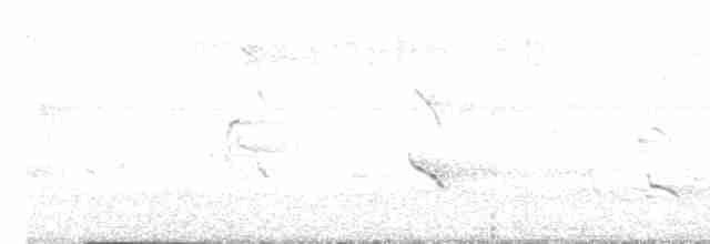 Fischadler (carolinensis) - ML619619064
