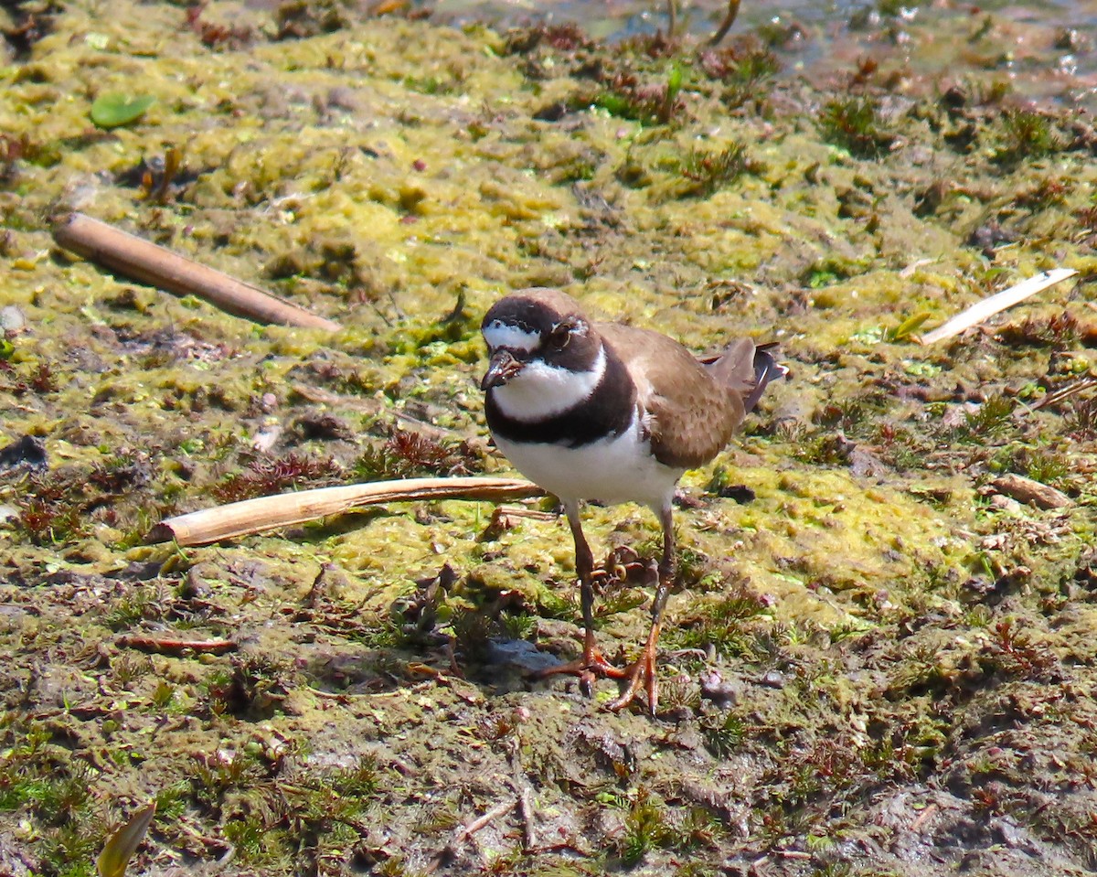 Semipalmated Plover - ML619619088