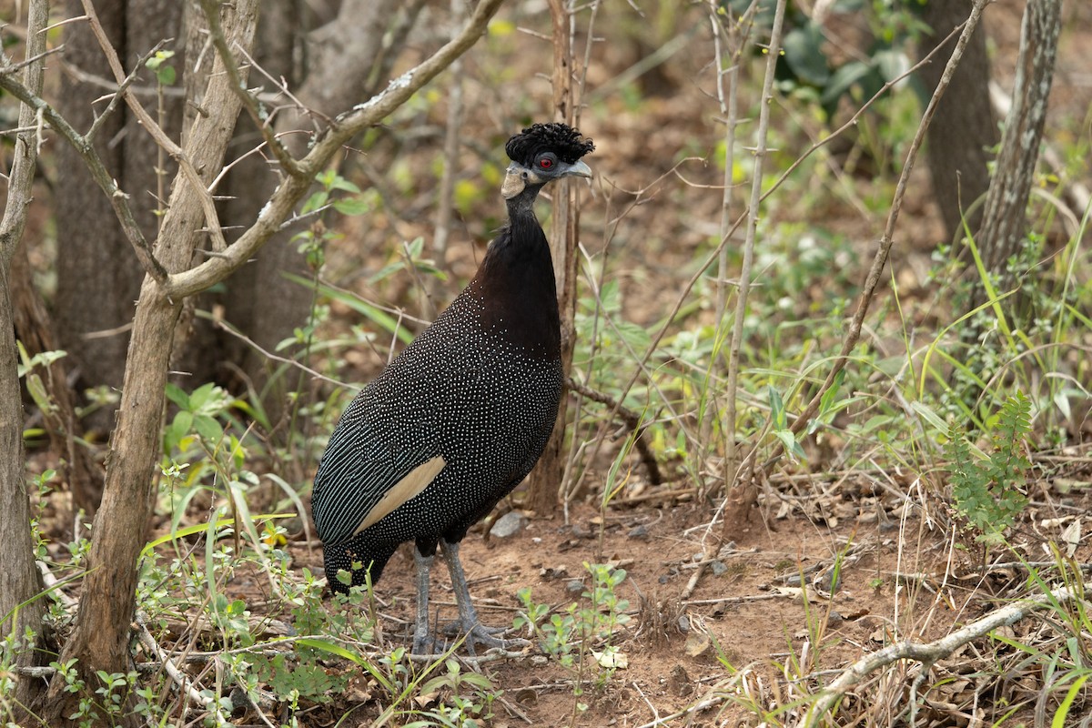 Southern Crested Guineafowl - ML619619183