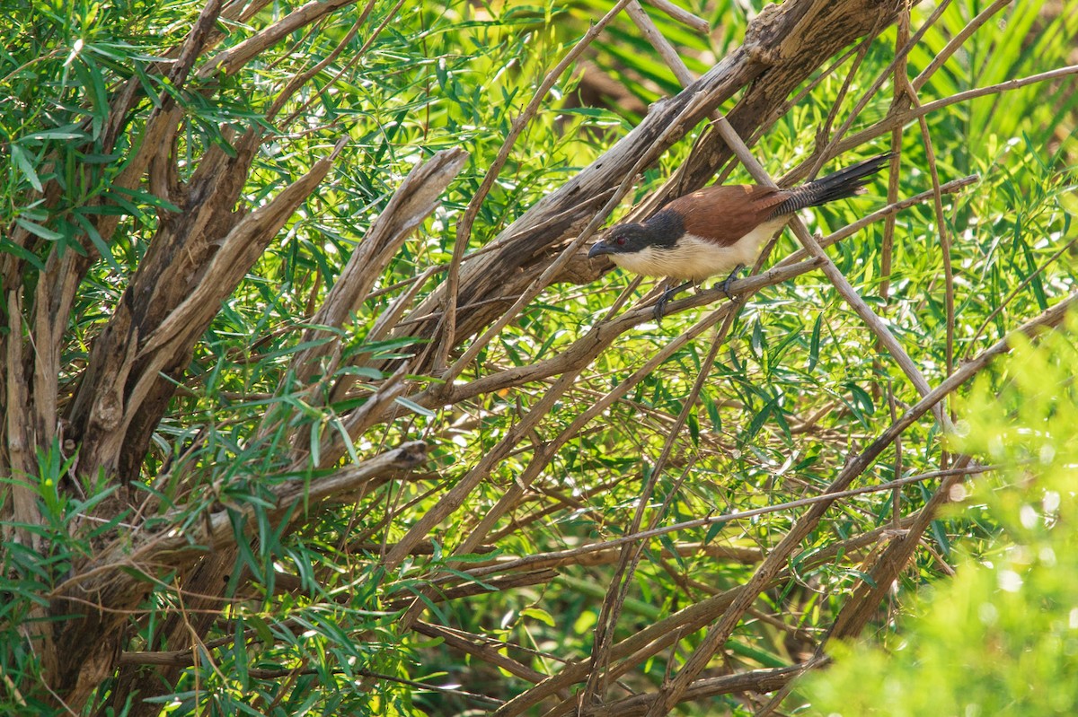 White-browed Coucal (Burchell's) - ML619619184