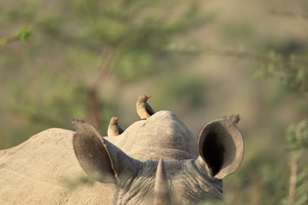 Red-billed Oxpecker - ML619619238
